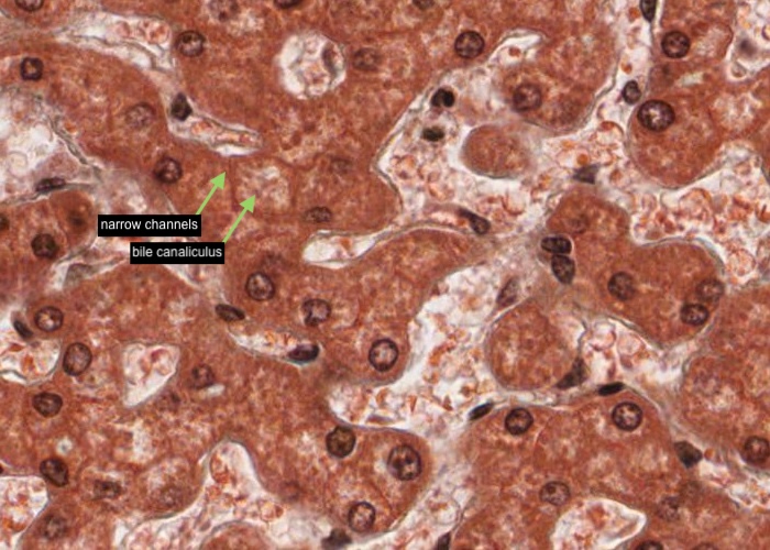 Liver - bile canaliculus