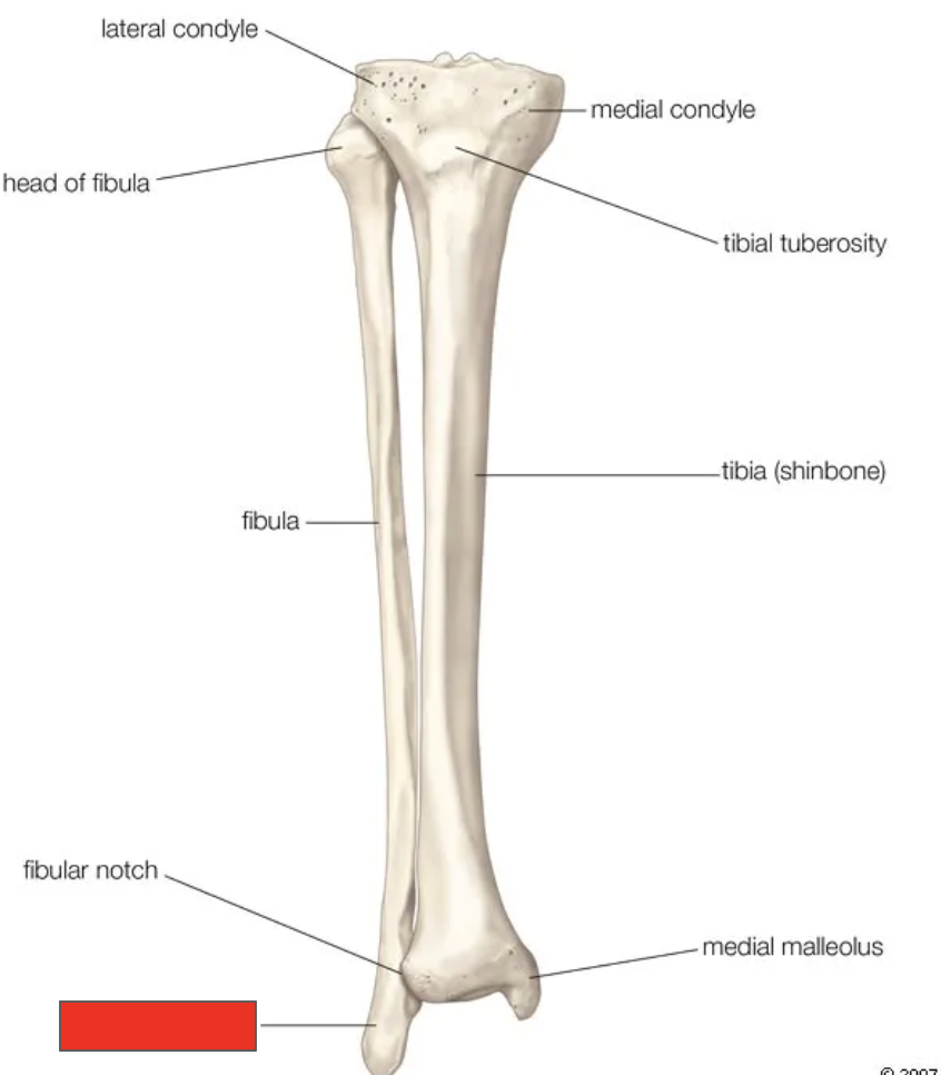<p>Name the covered bone</p>