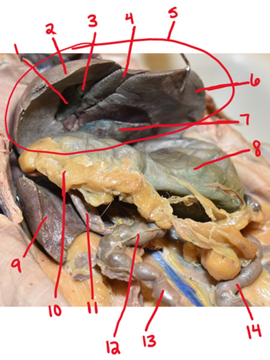 <p>What is structure #7</p>