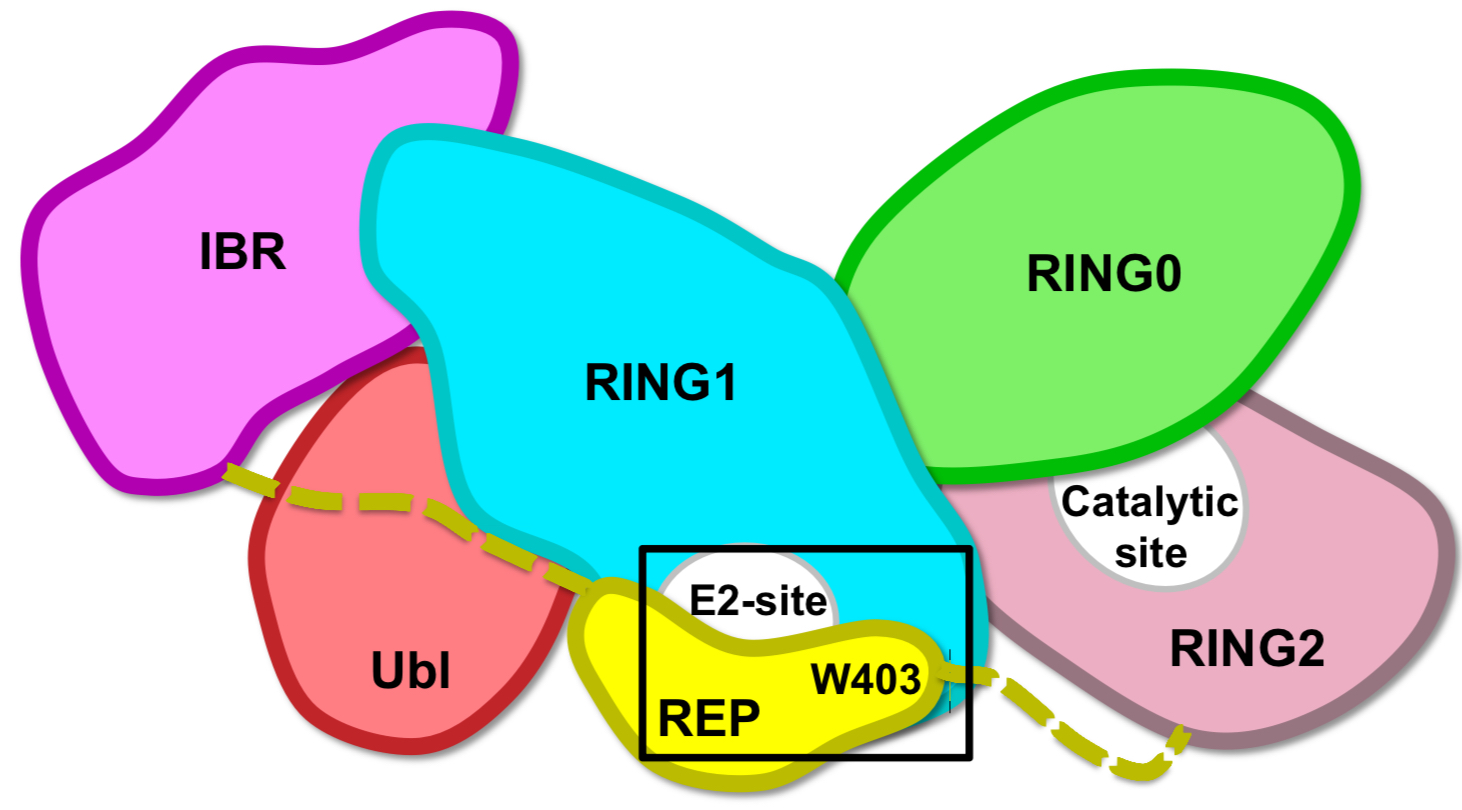 <ol><li><p>Distance between E2-site (RING1) and catalytic site (RING2) is too long (50 Å)</p></li><li><p>REP blocks access to E2-site (gatekeeper)</p></li></ol><p></p>