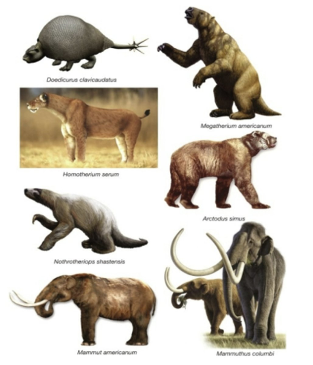<p>Since the late Pleistocene, when they hunted many large mammals to extinction;</p><p>there is some debate, however, that climate change was also a very significant factor</p><p>-agricultural revolution was ~10,000-8000 bp</p><p>-anthropocene is proposed to have begun in 1950, marking when humans have had a massive global effect on the environment and climate</p>