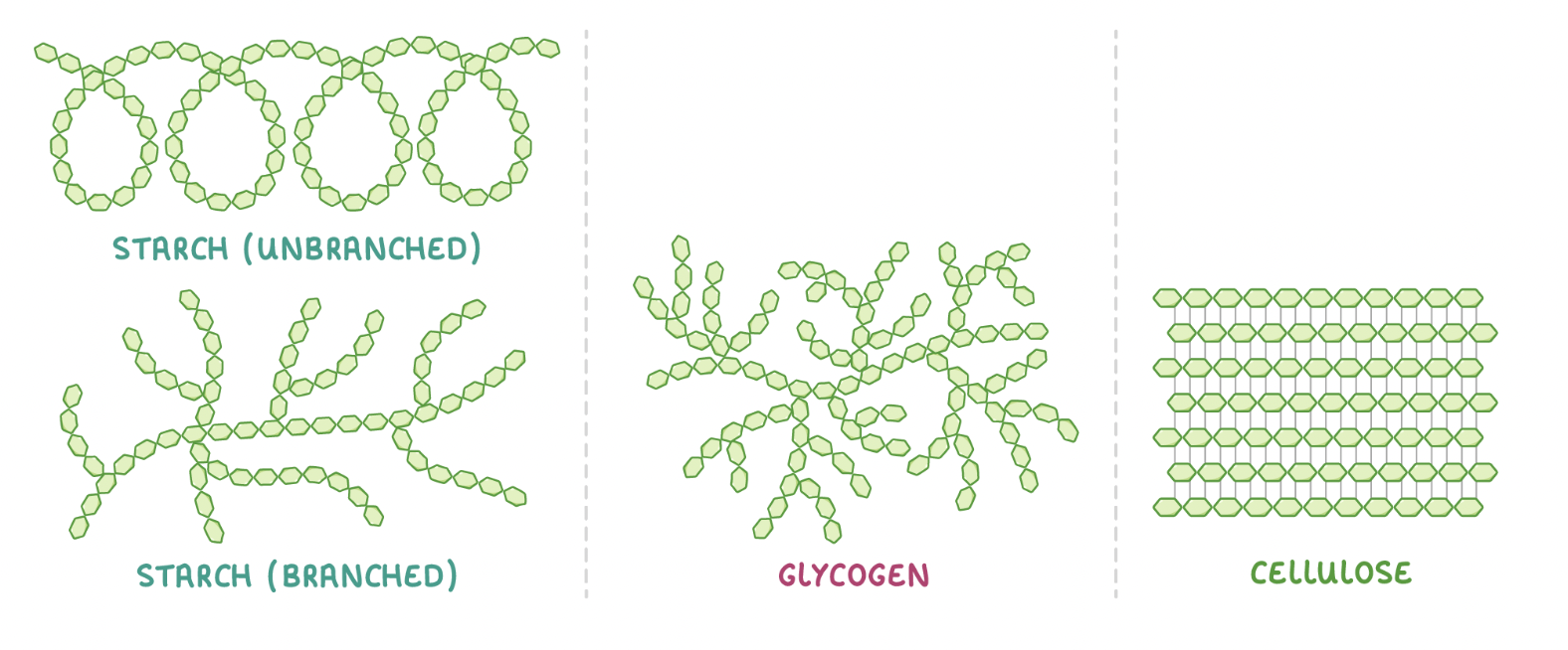 <p>Polysaccharides are complex carbohydrates made up of many monosaccharides joined via glycosidic bonds.</p><p style="text-align: left"></p><p style="text-align: left">Examples of polysaccharides include starch, glycogen, and cellulose.&nbsp;</p>