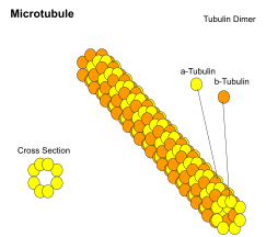 <p><u>Cytoskeleton:</u> helps maintain the shape of _______ cells, parts of the cytoskeleton helps vesicles get _________ around the cell. It is made of actin, microtubules, actin filaments.</p>