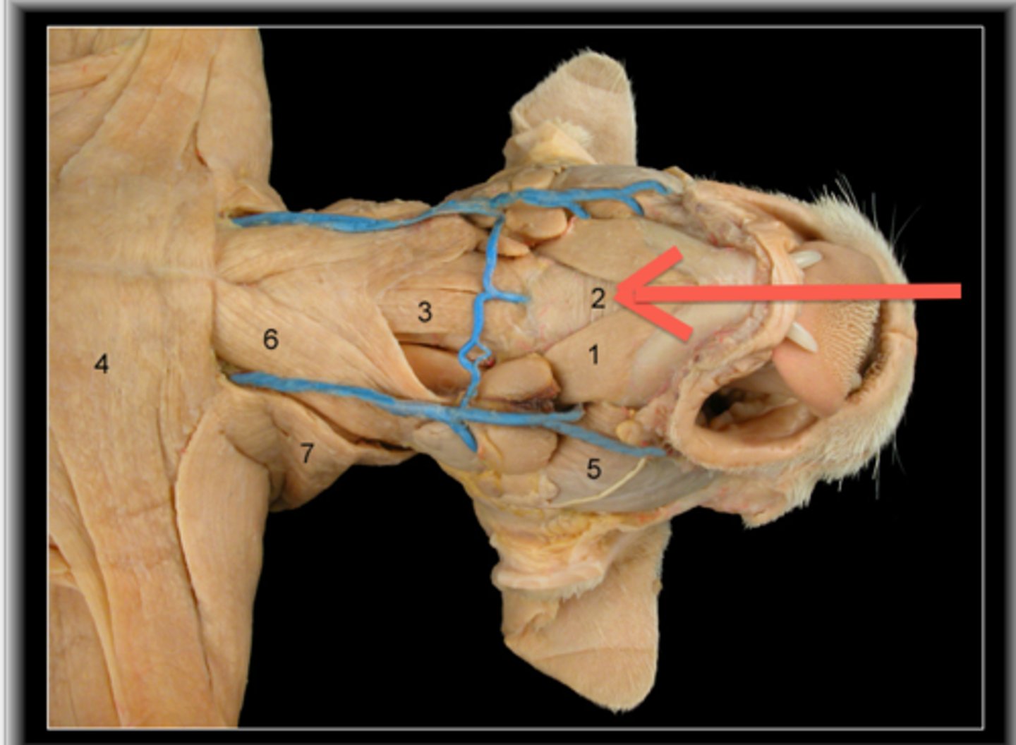 knowt flashcard image