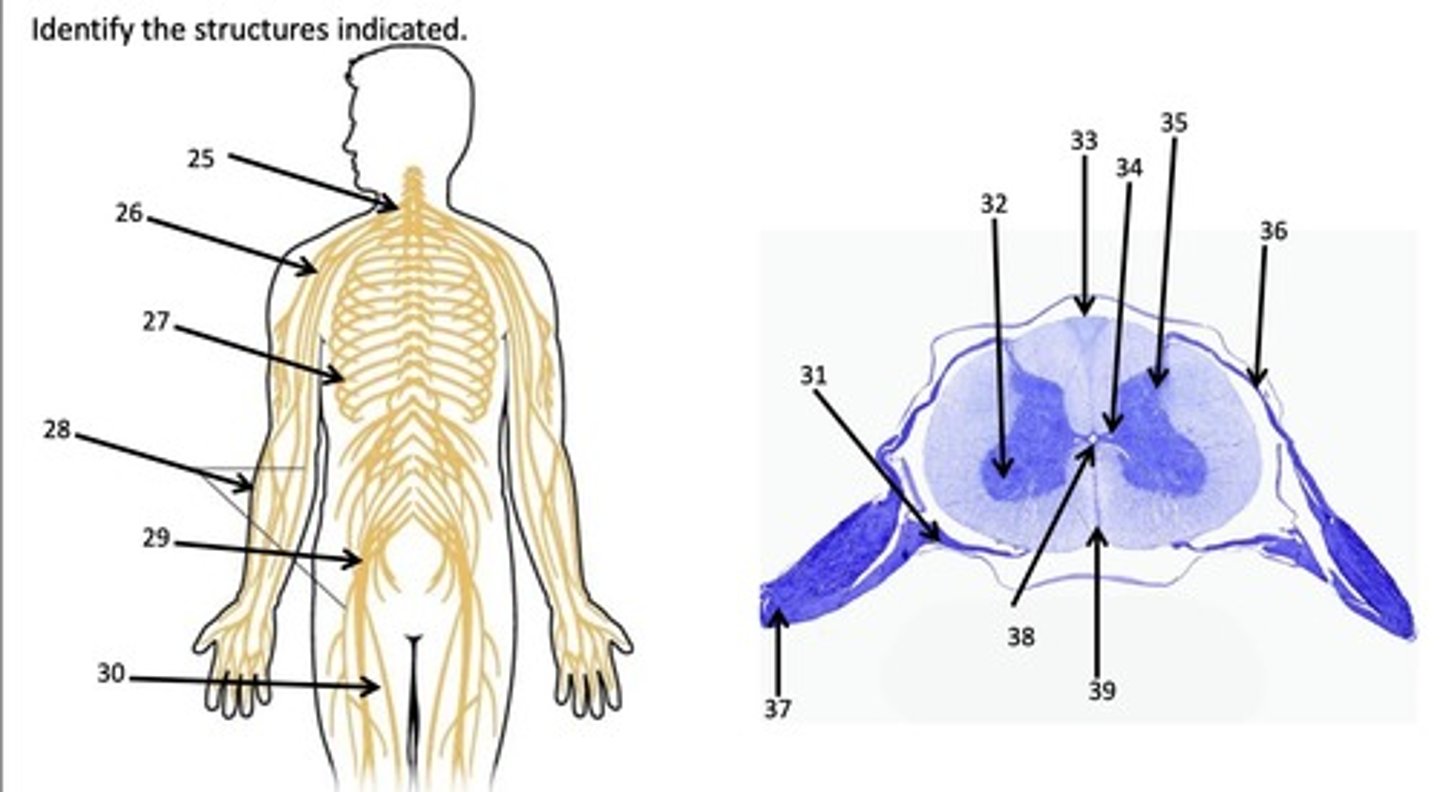 <p>What spinal nerve is represented by #35?</p>