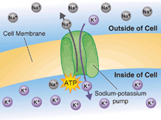 <p>Movements of substances against the concentration gradient through the carrier proteins</p>