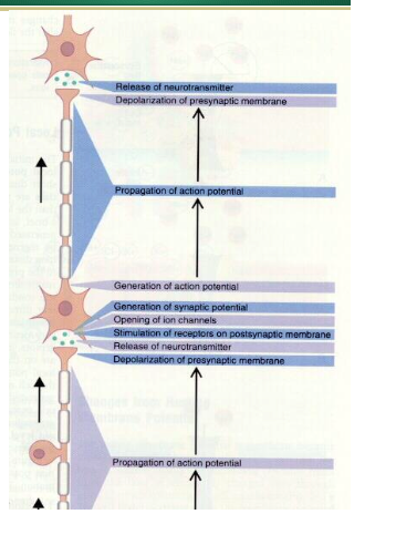 <p>communication between neurons </p>