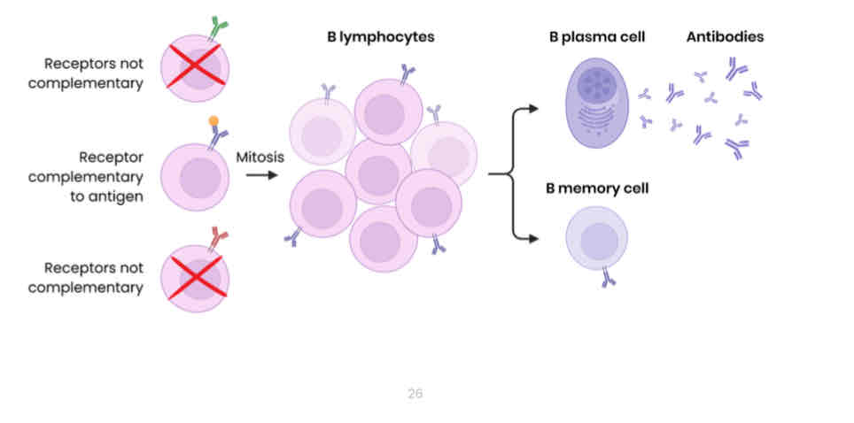 <p>Describe the response of B lymphocytes to a foreign antigen (the humoral response)</p><p><mark data-color="yellow">B lymphocytes can recognise free antigens eg. in blood or tissues, not just antigen presenting cells.</mark></p>