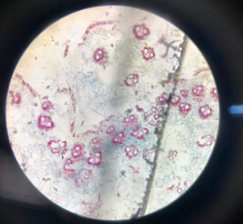 monocot stem