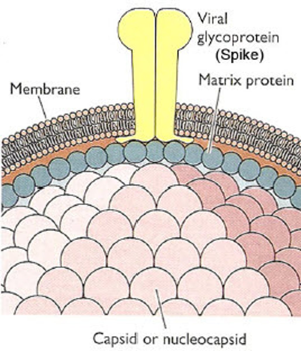 <p>protruding structures of virus that are recognized by antibodies</p>