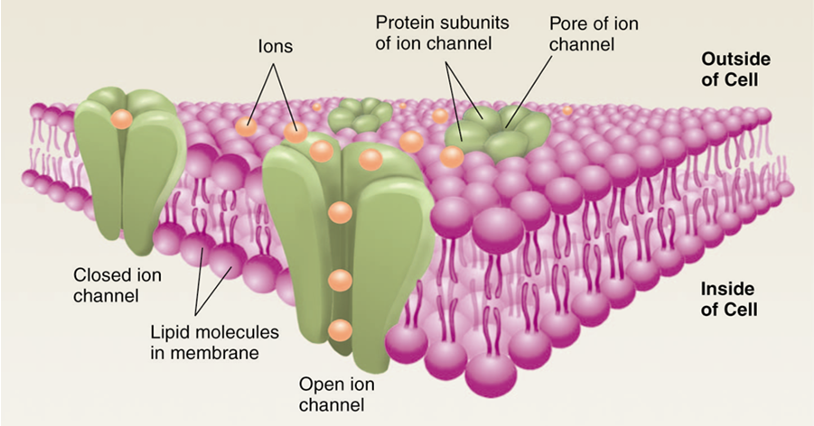 <p>Ion Channels</p>