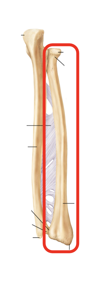 <p>Name this part of the appendicular skeleton’s arm</p>