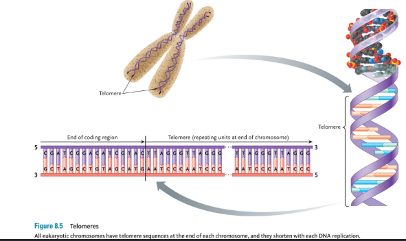 <p>Telomeres</p>