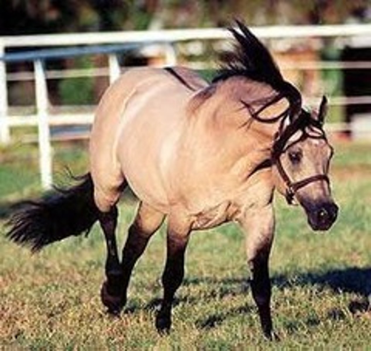 <p>- Can be a number of colors, but diluted in color with a dorsal stripe (down the center of the back)</p>