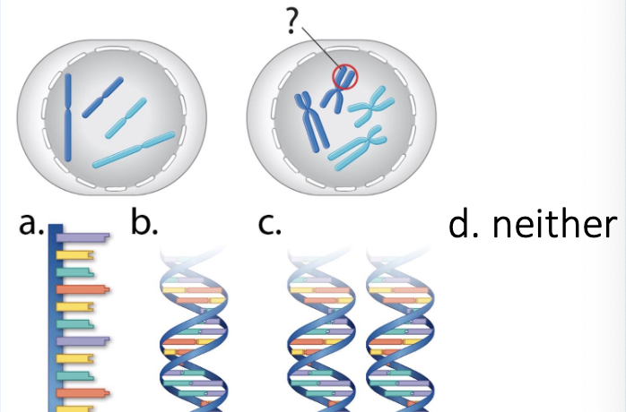 <p>If you were to zoom in one the circled part of chromosomes, what would it look like? </p>