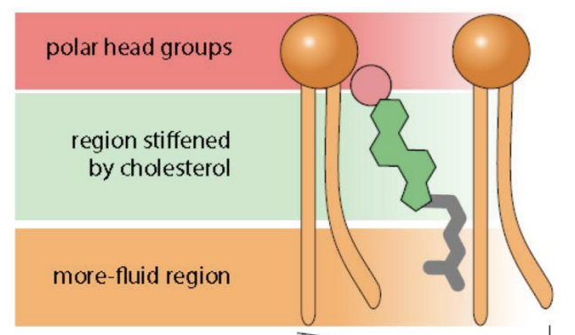 <p></p><ul><li><p class="Paragraph SCXO217765712 BCX0" style="text-align: left;"><span style="background-color: inherit; line-height: 19.55px; color: windowtext;"><span>Influence membrane fluidity</span></span><span style="line-height: 19.55px; color: windowtext;"><span>&nbsp;</span></span></p><ul><li><p class="Paragraph SCXO217765712 BCX0" style="text-align: left;"><span style="background-color: inherit; line-height: 19.55px; color: windowtext;"><span>Forms strong interactions with phospholipids</span></span><span style="line-height: 19.55px; color: windowtext;"><span>&nbsp;</span></span></p></li><li><p class="Paragraph SCXO217765712 BCX0" style="text-align: left;"><span style="background-color: inherit; line-height: 19.55px; color: windowtext;"><span>Between the phospholipids</span></span><span style="line-height: 19.55px; color: windowtext;"><span>&nbsp;</span></span></p></li></ul></li><li><p class="Paragraph SCXO217765712 BCX0" style="text-align: left;"><span style="background-color: inherit; line-height: 19.55px; color: windowtext;"><span>cholestoral acts as a buffer to lessen the impact of temp of membrane fluidity</span></span><span style="line-height: 19.55px; color: windowtext;"><span>&nbsp;</span></span></p></li></ul><p></p>