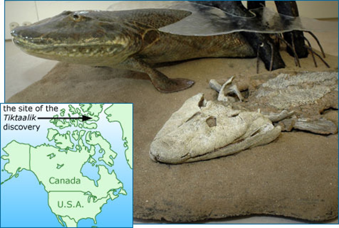 <p>Tiktaalik has a flat head, neck, robust rib cage, and fins that have limb bones that link to those of tetrapod. Some recent research also shows that its spine and ribs show relation to those of early land animals.</p>
