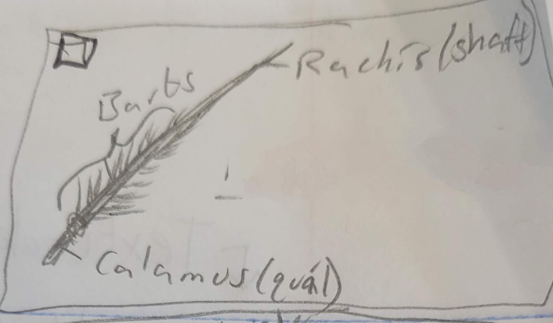 <p>what feather is this?</p>