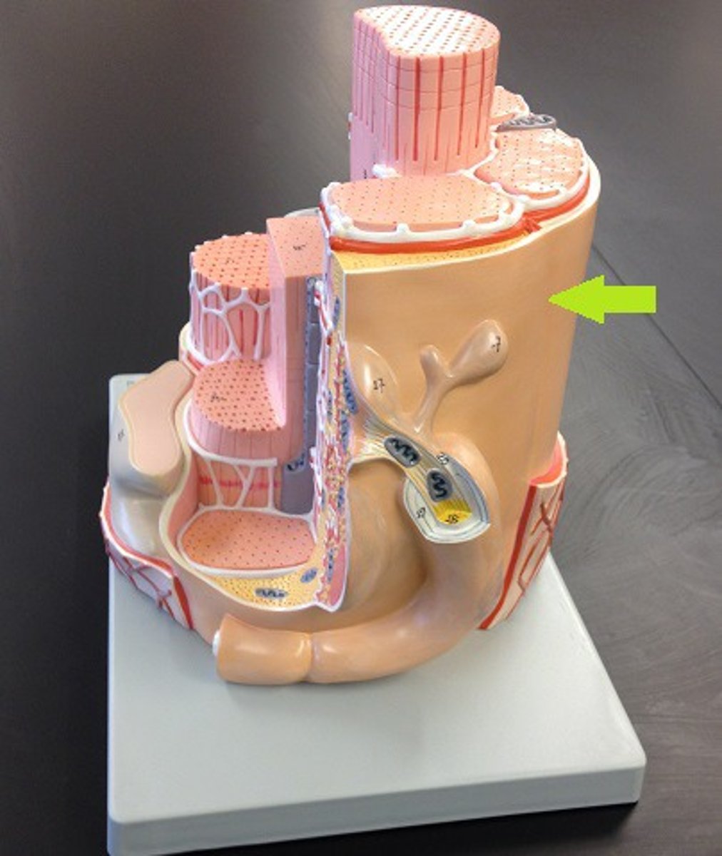 <p>muscle cell membrane</p>