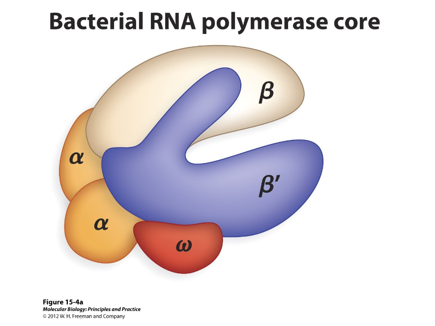 <p>In bacteria, the core of a RNA polymerase consists of ( ) polypeptide subunits, two large and three small, which are…</p>