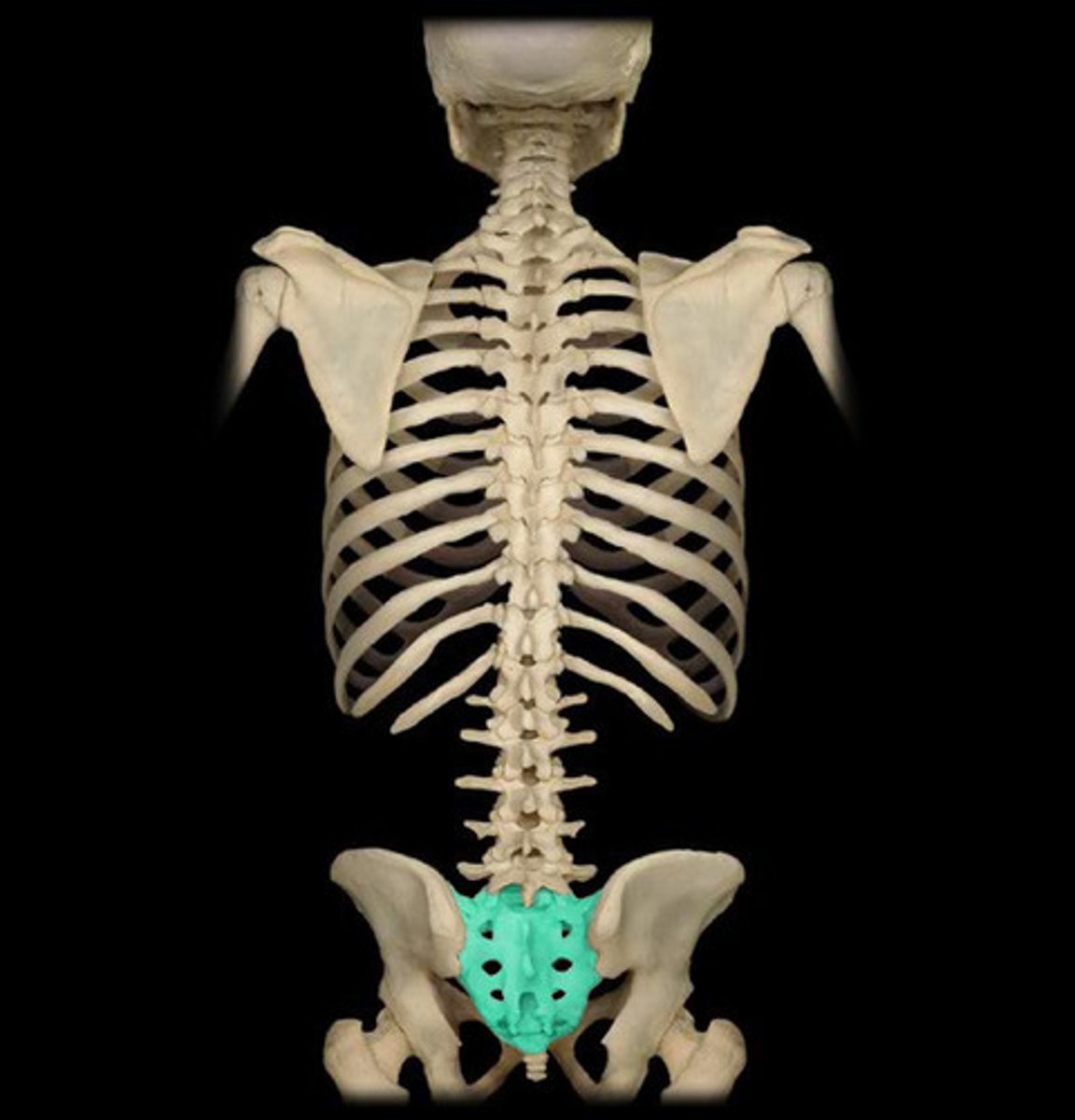 <p>Between the hips</p>