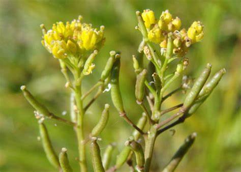 Bog Yellowcress