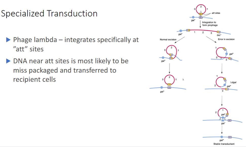 <p>-The best-studied example of specialized transduction is carried out by the E. coli phage lambda. The lambda genome inserts into the host chromosome at specific locations known as attachment or att sites (figure 12.28). The att site for lambda is between the gal and bio genes on the E. coli chromosome; consequently when lambda excises incorrectly to generate a specialized transducing particle, these bacterial genes are most often present. Bacteriophage lambda: a temperate bacteriophage. -The Mechanism of Transduction for Phage Lambda and E. coli. Integrated lambda phage lies between the gal and bio genes in the E. coli chromosome. When it excises normally (top left), the new phage is complete and contains no bacterial genes. Rarely, excision occurs asymmetrically (top right), and either the gal or bio genes are picked up and some phage genes are lost (only aberrant excision involving the gal genes is shown). The result is a defective lambda phage that carries bacterial genes and can transfer them to a new recipient.</p>