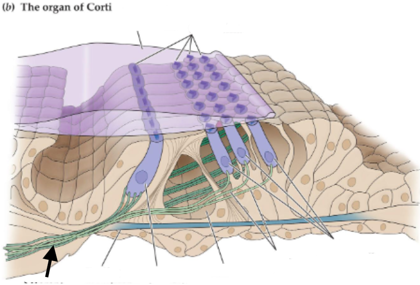 term image