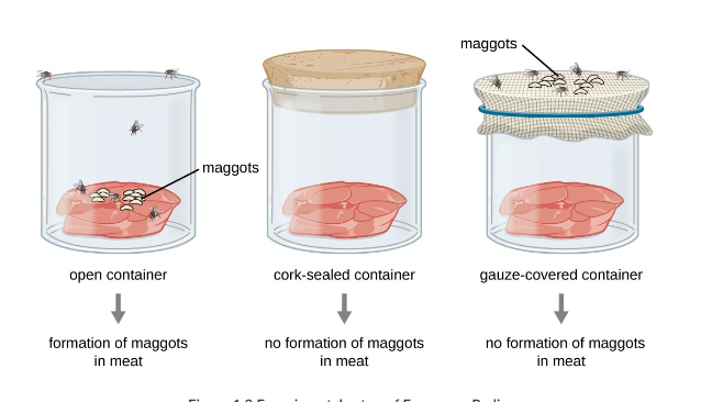 <p>He placed fresh meat into two different jars, one with a muslin cloth over the top, and the other left open. A few days later, the open jar contained maggots, while the covered container did not. He saw this as proof that maggots had to come from fly eggs and could not spontaneously generate.</p>