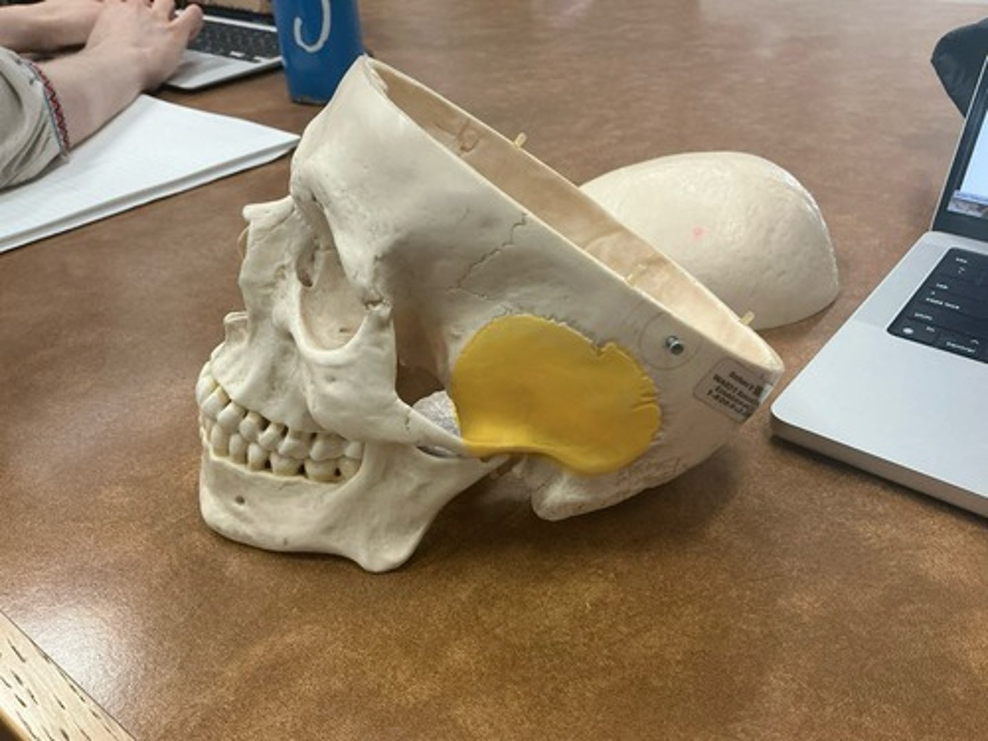 knowt flashcard image