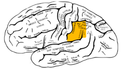 <p>what is the function of the supramarginal gyrus? where is it located?</p>