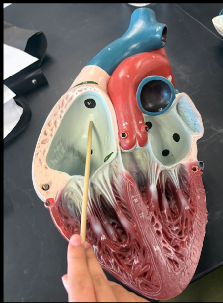 <p>What is this?</p>