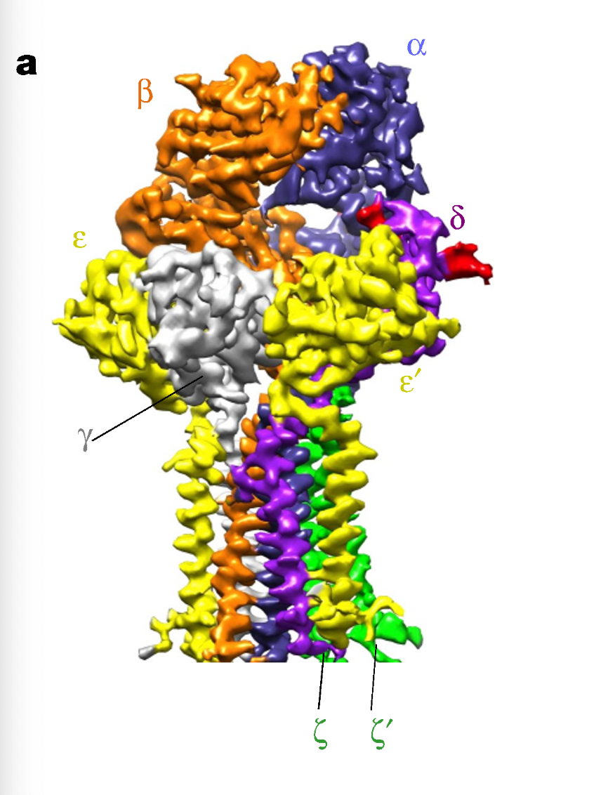 <p>What can be observed in the cryo-EM structure of TCR–CD3 in the membrane?</p>