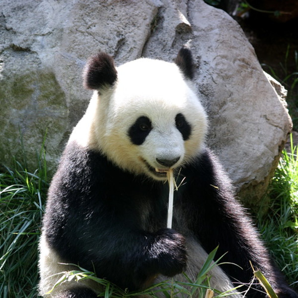 <p>n. /ˈpændə/ gấu trúc</p>