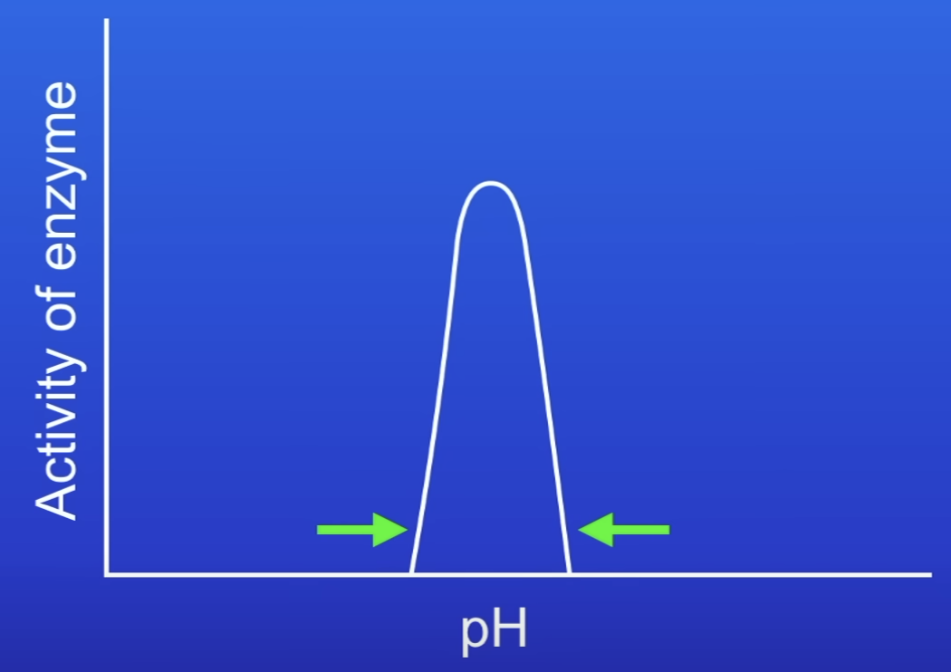 <p>Drops to 0</p><ul><li><p>AS denatures if conditions are too acidic or alkaline</p></li></ul>