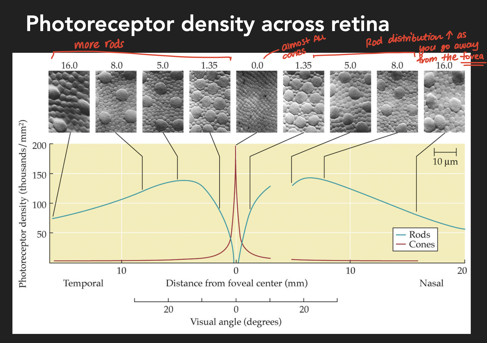 <p>*the gap is where the optic disc is located (where there are no photoreceptors)</p>