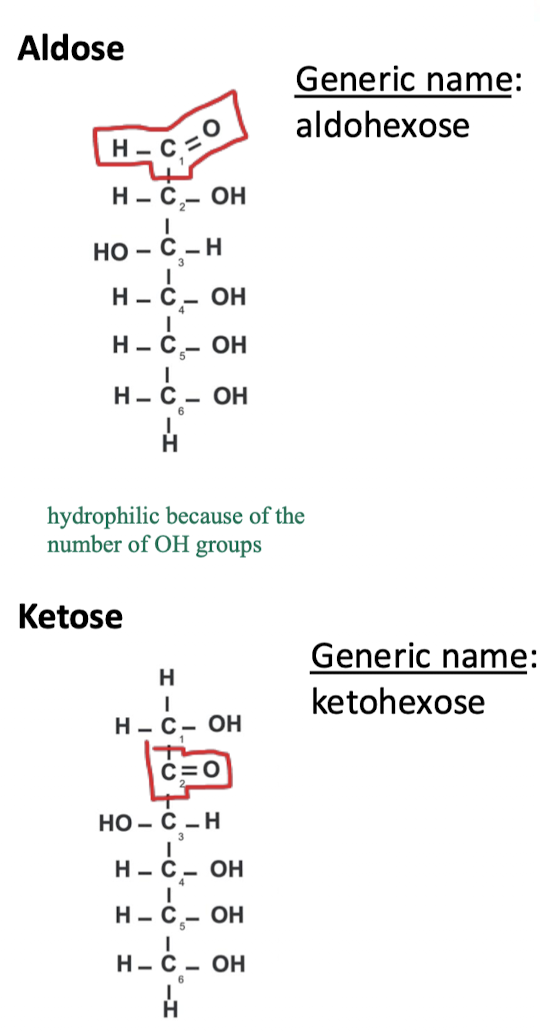 <ul><li><p>carbs have a minimum of 3 Cs and each has a hydroxy group except one, which is either an aldehyde or a ketone</p></li><li><p>general naming of carbs is based on the number of Cs and whether it is an aldehyde or ketone</p></li></ul><p></p>