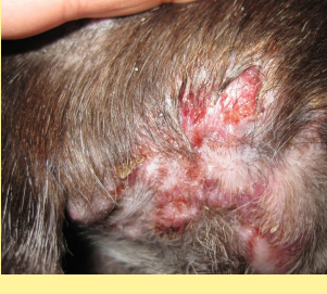 <ul><li><p><span style="color: rgb(136, 136, 136);"><strong>Sig: </strong></span>Collies, Weimaraners, Great Danes, Boxers, Goldens</p></li><li><p><span style="color: rgb(136, 136, 136);"><strong>Cs:</strong> </span><strong>Firm, painless, papules, nodules, alopecic, ulcerated lesions, orange-yellow friable plaque</strong>s</p><ul><li><p><u>Wax/wane, regress spontaneously, non pruritic</u></p></li><li><p>muzzle, periocular, pinnae, paws</p></li></ul></li><li><p><span style="color: rgb(136, 136, 136);"><strong>Dt:</strong> </span><u>No organisms on cytology/culture, biopsy</u> (diffuse granulomatous dermatitis)</p></li><li><p><span style="color: rgb(136, 136, 136);"><strong>Tx: </strong></span>excision, <strong>glucocorticoids, tetracycline,</strong> niacinamide, azathioprine, cyclosporine, spontaneous</p></li></ul><p></p>