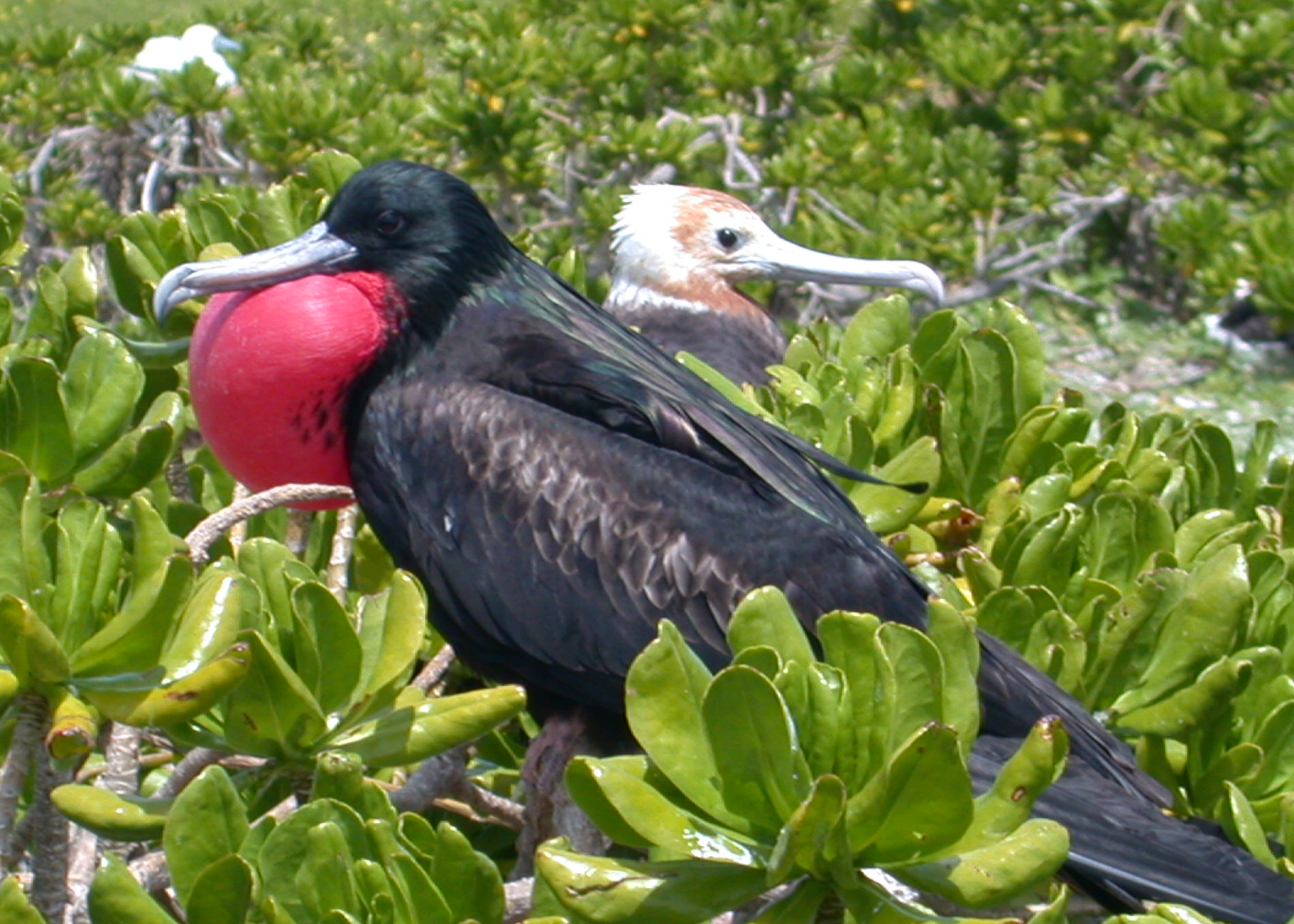 <p>Great Frigatebird </p><ul><li><p>adult male is all black with a faint green sheen on back, brown band across the wings </p></li><li><p>females have white abdomen and breast feathers extending up to the chin with red around eye </p></li><li><p> young have a white head with a rusty tinge</p></li><li><p>males have bright red gular sacs, that they inflate during courting season </p></li></ul><p></p>