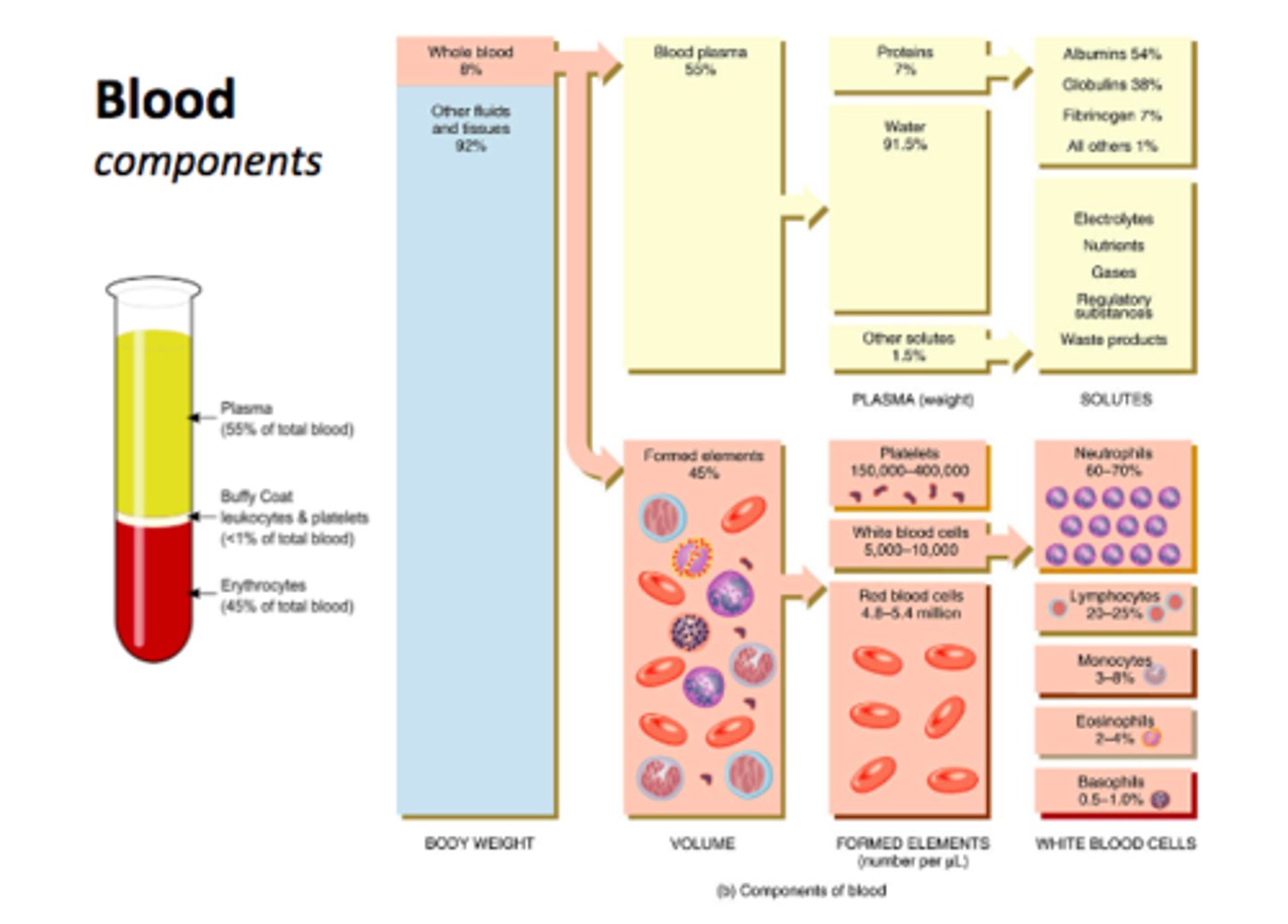 <p>- albumins: colloid pressure &amp; drug binding</p><p>- fibrinogen: coagulation (precursor for fibrin production)</p><p>- Immunoglobulins (Ig), C-reactive protein: immune responses</p>