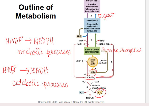 <p>NADP+→NADPH - used in anabolism</p><p>NAD+→NADH- used in catabolism</p><p>things to know: humans do not synthesize some important molecules that are essential</p><p>-humans do not synthesize vitamins-need to consume vitamins for metabolic processes to work</p><p></p>