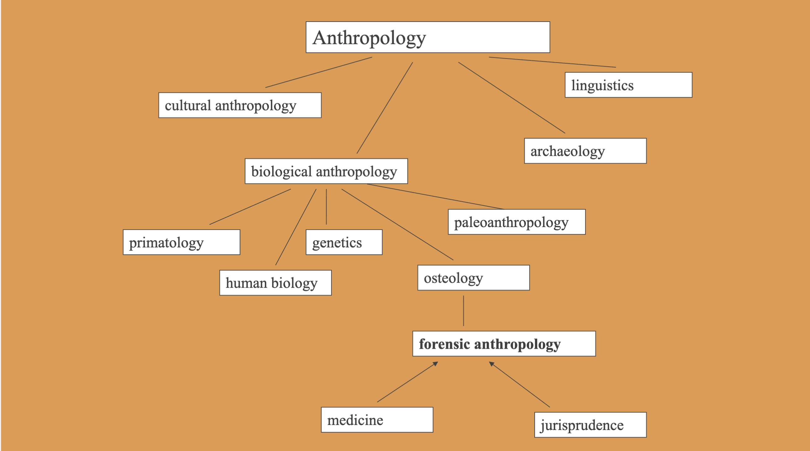 <p>underneath biological anthropology and then further under osteology</p>
