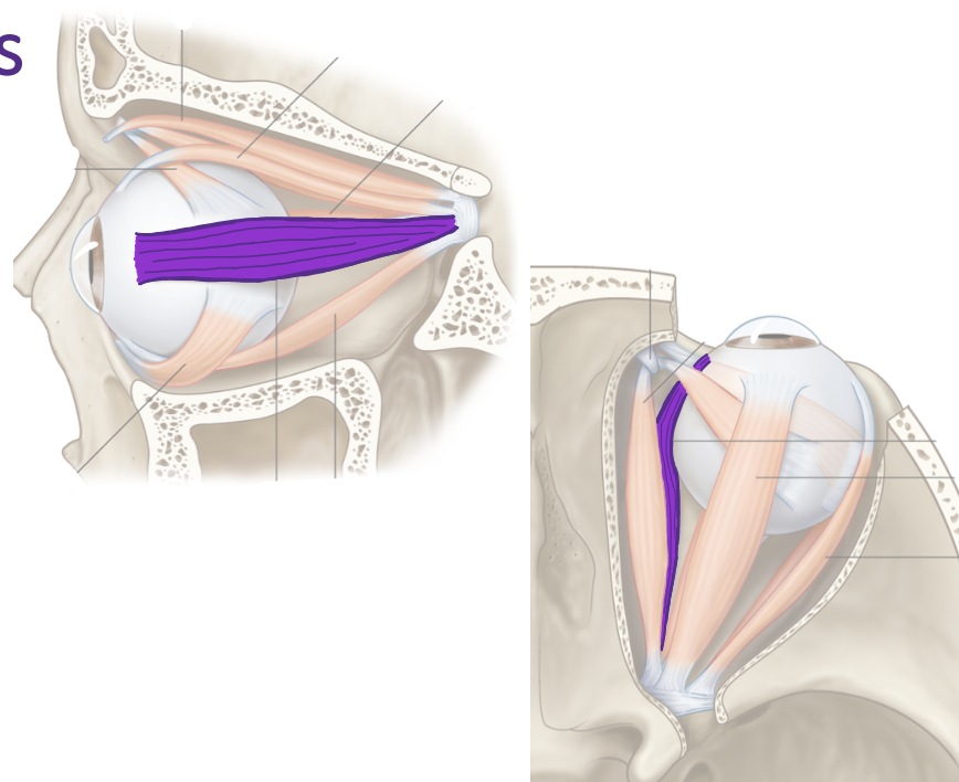 <p>List their attachments, their function, and innervation: Medial Rectus</p>