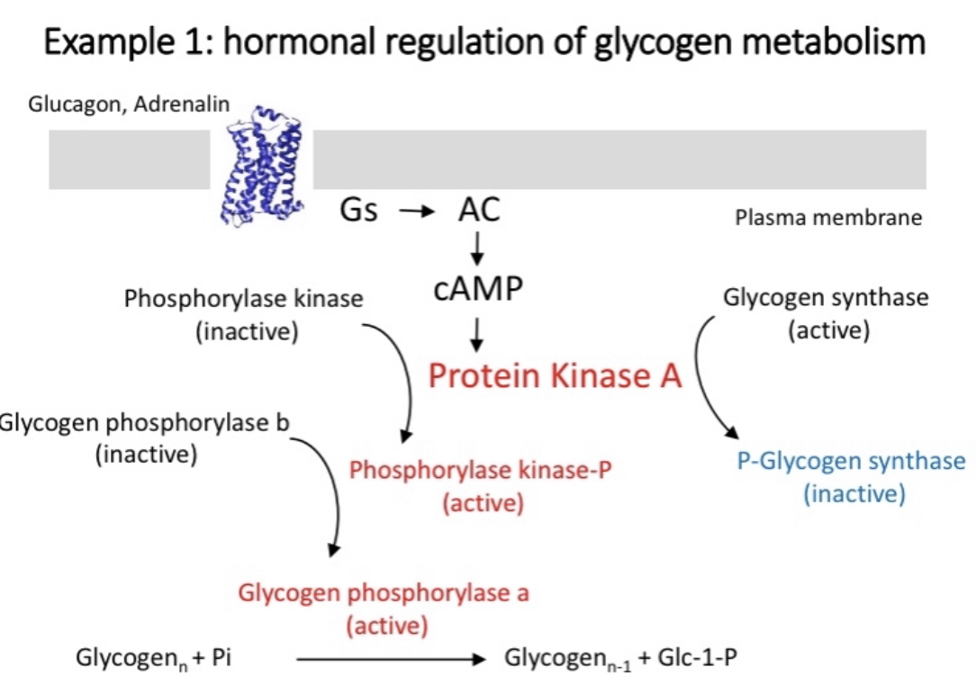 <p>Glucagon or Adrenaline binds to G alpha s</p><p>Activates AC</p><p>converts ATP to cAMP</p><p>Causes release of protein kinase A</p><p>Cascade of reactions converts glycogen to glucose</p><p>Same process inactivates glycogen synthase</p><p></p><p>cAMP phosphodiesterase keeps the reaction controlled by degrading cAMP to prevent the reaction from reoccurring, cAMP to AMP</p>