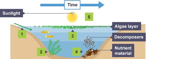 <p>caused when sewage or fertilisers get leached into rivers and lakes</p>