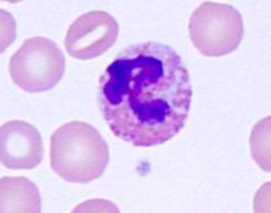 <p>What cell type is this? What species is it commonly found in?</p>