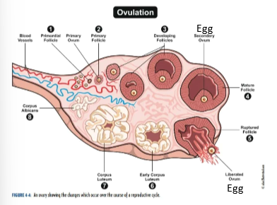 <p>What is occurring in the ovary during the ovarian cycle? look at pic for steps</p>