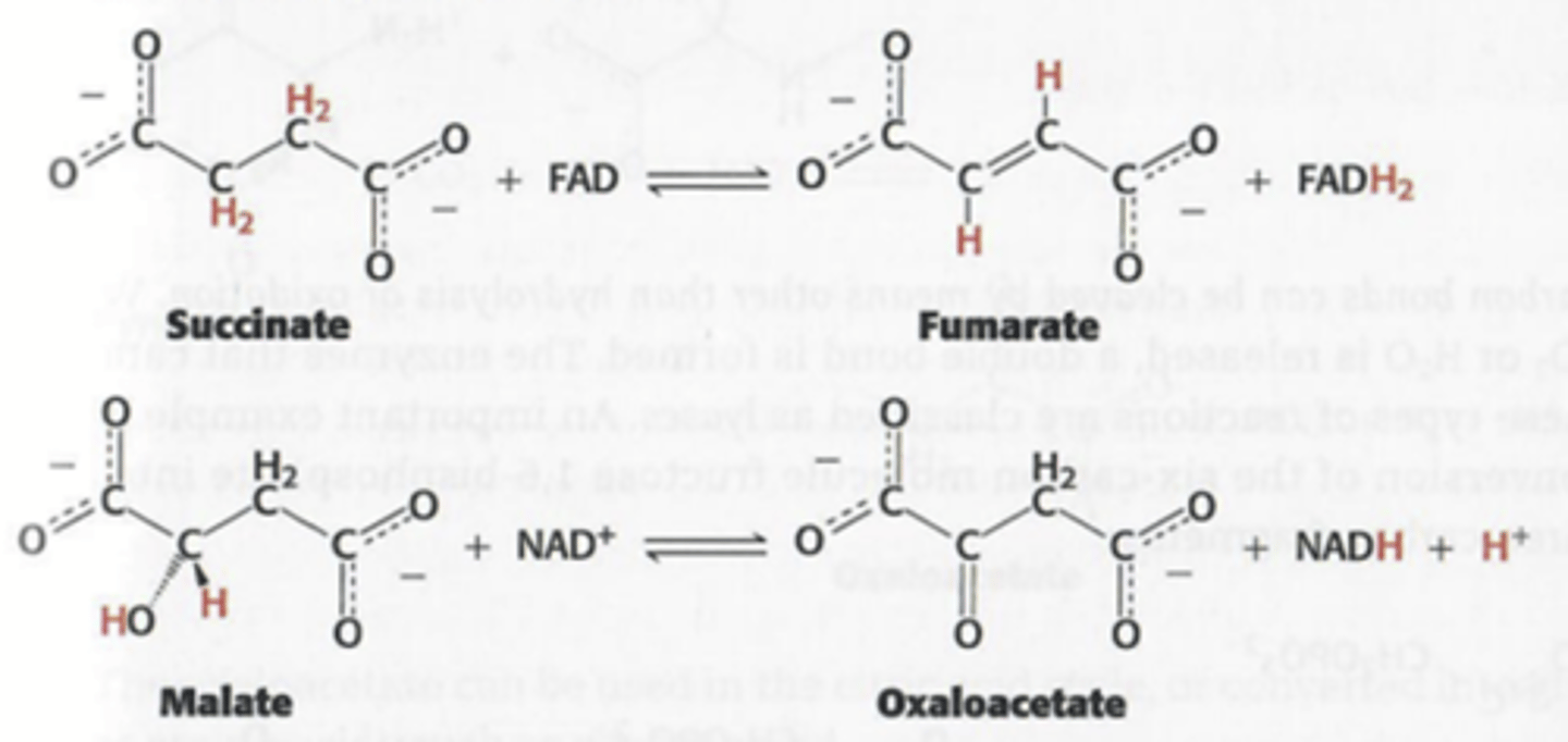 <p>Ze katalyseren redox reacties (reducties en oxidaties)</p>