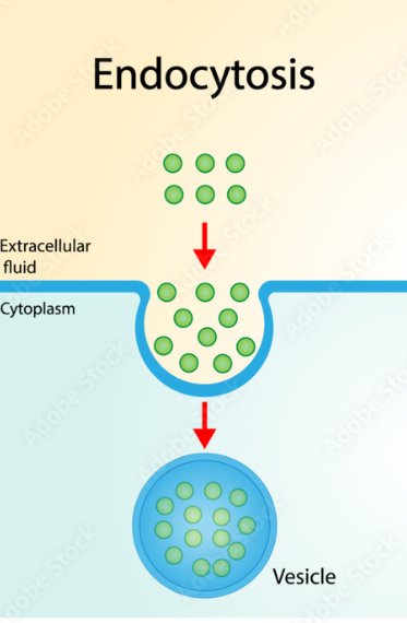<p><span style="font-family: "Open Sans", sans-serif; line-height: 115%;"><strong><span>Endocytosis </span></strong></span></p>