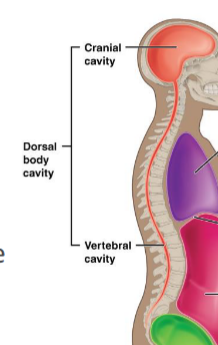 <p>Back portion of the body</p><p>Vertebral and cranial cavity</p>